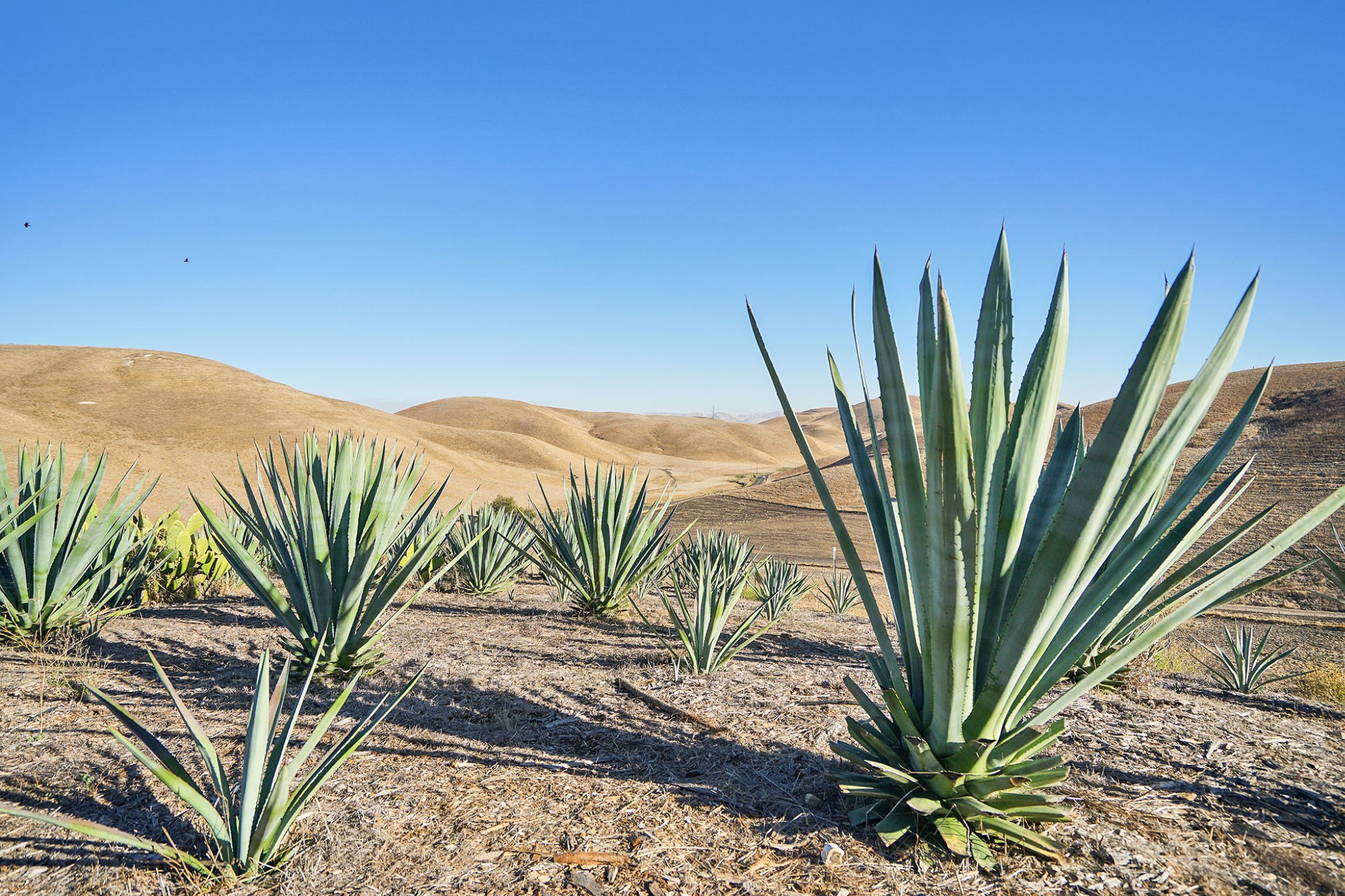  Painted Hills Ranch, Livermore: Livermore Luxury Estate—Andy Read Realtor—Photo 13